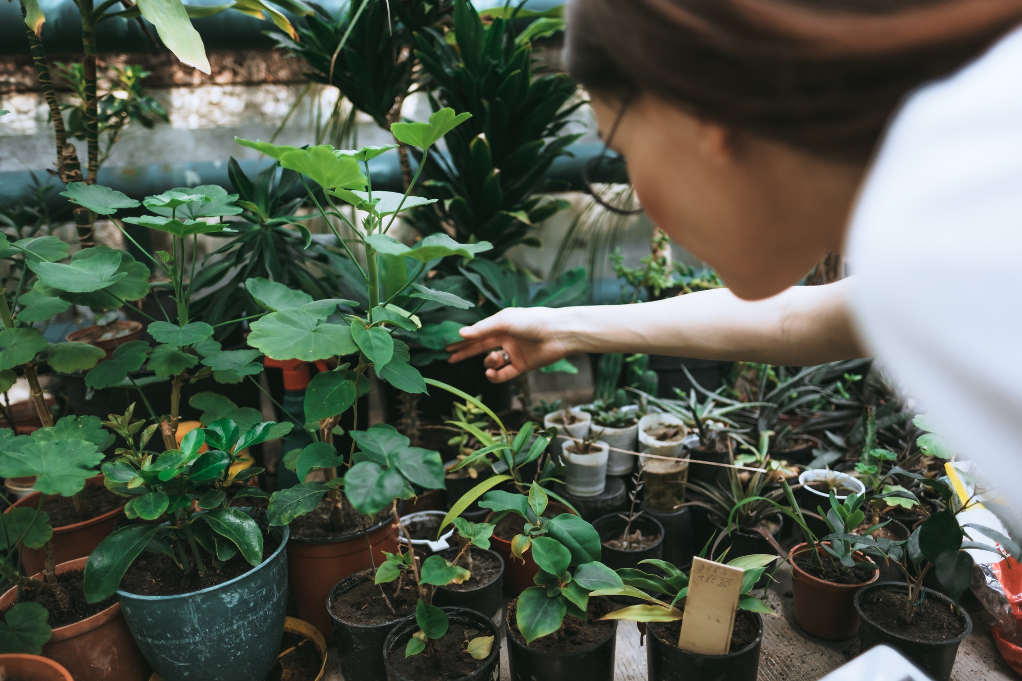 Young woman gardener working in a garden center